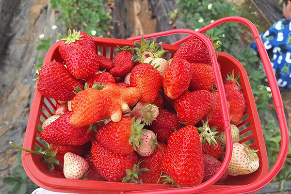 Día de diversión de Qingdao Star Machine en Strawberry Fields